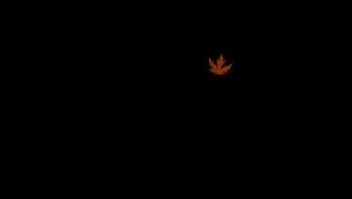 深秋红枫叶随风飘落视频的预览图
